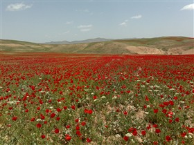 red flower