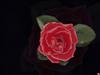 Rose by: Silver_Bird