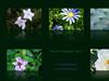 Nature Pack by: EventHorizon