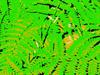 Fern Mania by: charms55