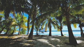 Tropical Beach Under the Coconut Palm (4K)