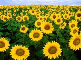 Sunflower Fields in North Dakota