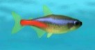 Neon Fish