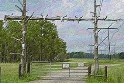 The Cattle Gate