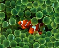 Clown Fish