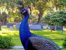 Graveyard Peacock (real)