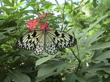 Butterfly Key West