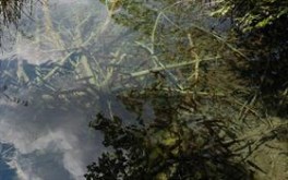 reflections_logon
