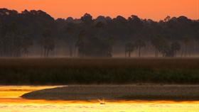 Salt Marsh
