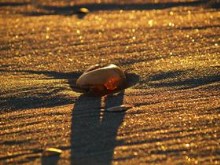 Sunset Seashell