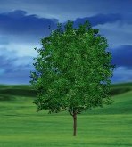 Animated Tree