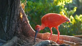 Jungle_Scarlet Ibis