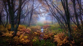 Rainy Autumn Forest