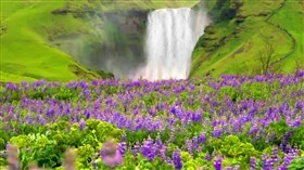 Iceland Wild Flower Falls