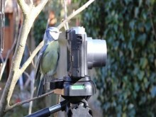 Birdtographer