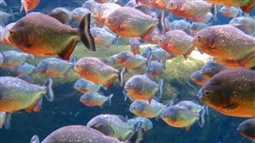 4K Piranhas