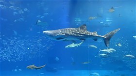 Sea Aquarium