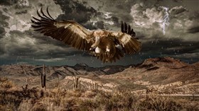 Desert Storm Vulture