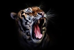 Tiger Roar