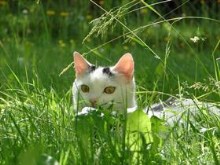 Cat in the grass