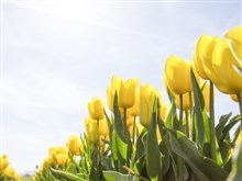 Yellow Tulip Field