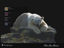 Polar Bear Dreams