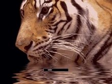 Tiger Head