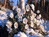 An Early Dusting 