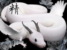 White Dragon-by artist4life05