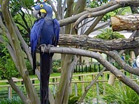 SomethingBlue