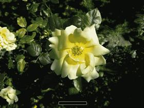 White Rose