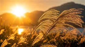  macro landscape