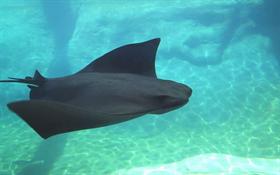 sting-ray