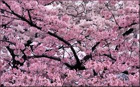 Cherry Blossom