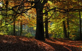 Autumn Wood