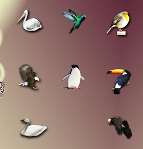 Bird 1