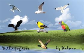 Bird 2