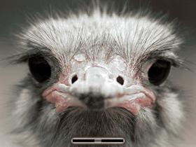 Ostrich