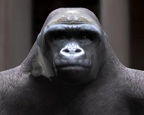 King-Kong