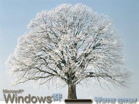 Winter Tree