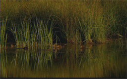 Ducklings