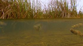 Minnows