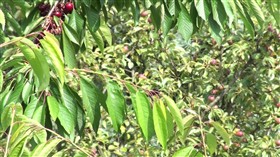 Cherry Tree