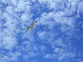 Seagull