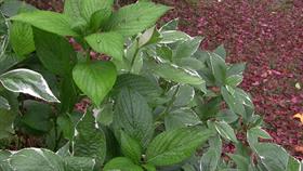 Fluttering Leaves
