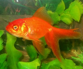 Goldfish