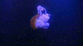 Heavenly_Jellyfish