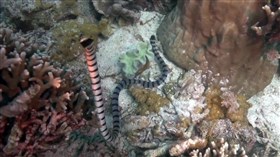 Sea_Snake