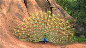 Dance_of_The_Peacock