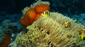 Sea_Anemone_Clowns